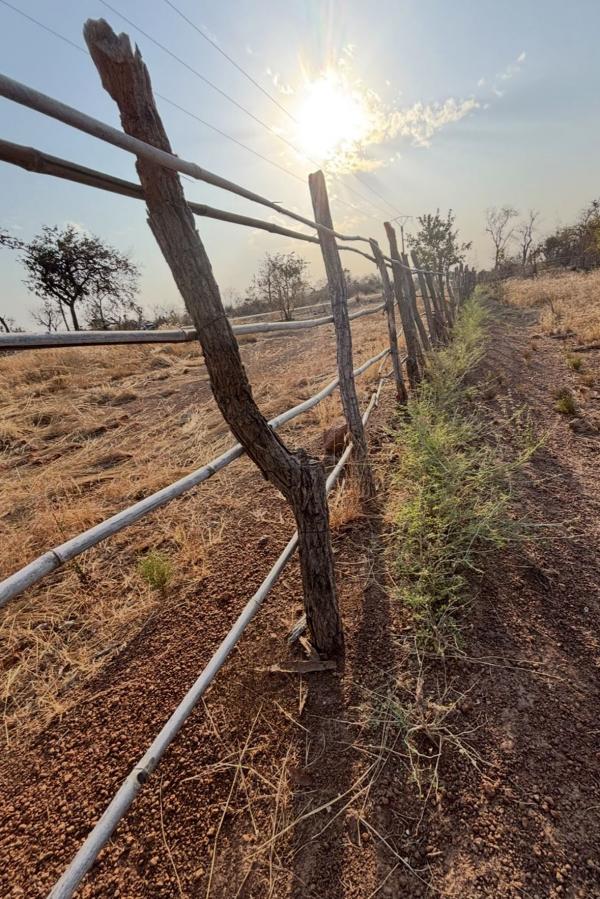 When these trees grow, they will reinforce the fence to protect crops from cows. Snowboarding