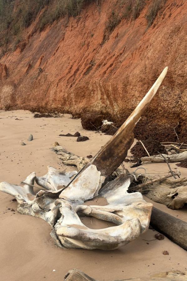 Found on a beach in Guinea Bissau. ChatGPT wasn’t very helpful when we tried to find out who it’s from. Snowboarding